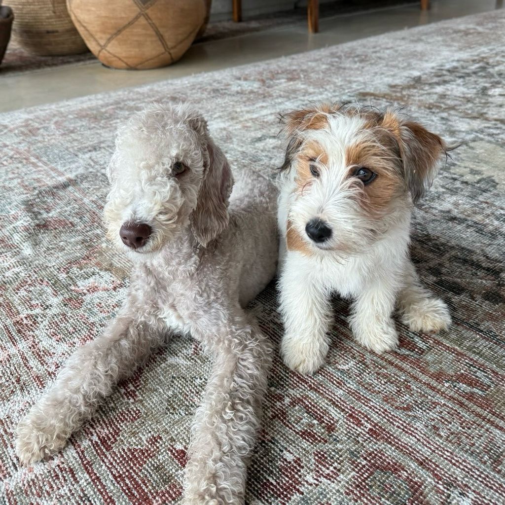 Portia de Rossi zeigt stolz ihre Welpen