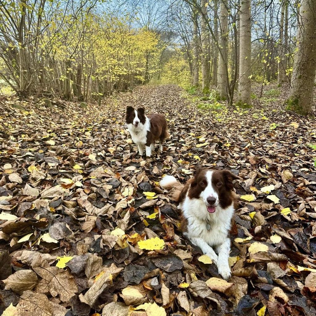 Königin Marys Hunde, 2024