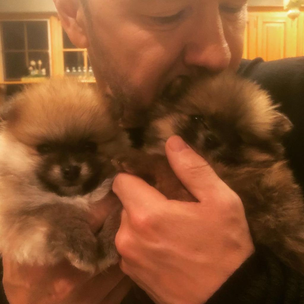 Donnie Wahlberg mit seinen Pomeranians