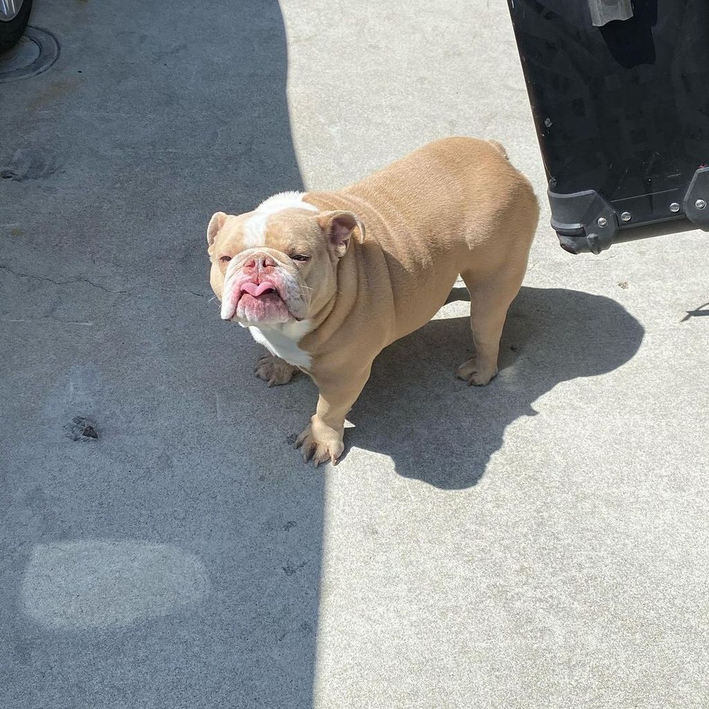 Dylan Sprouse' Hund Magnus