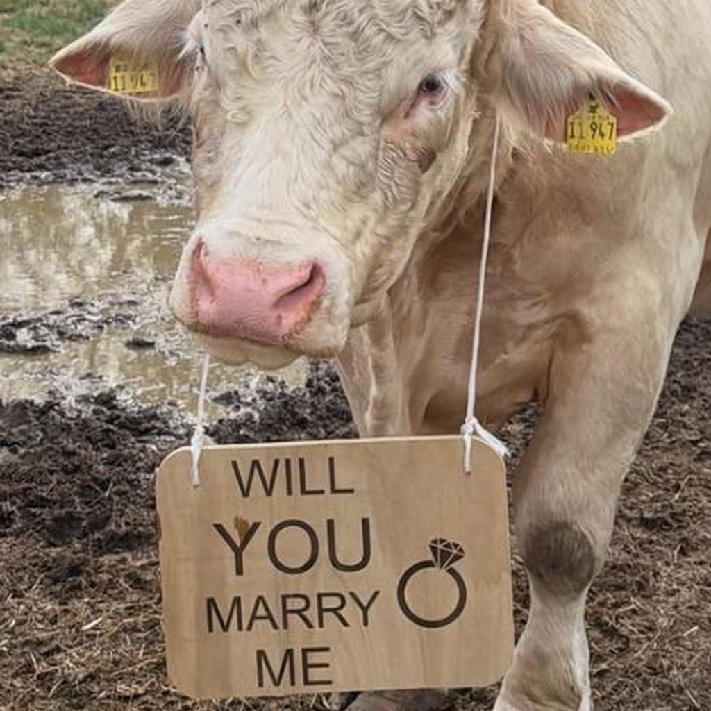 Eine Kuh trägt das Schild für Michelle Kaminskys Heiratsantrag