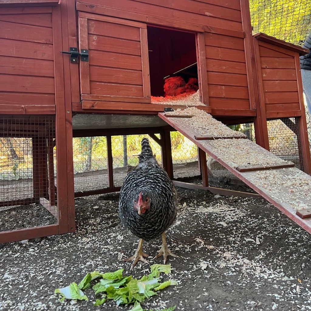Ellen DeGeneres' Huhn