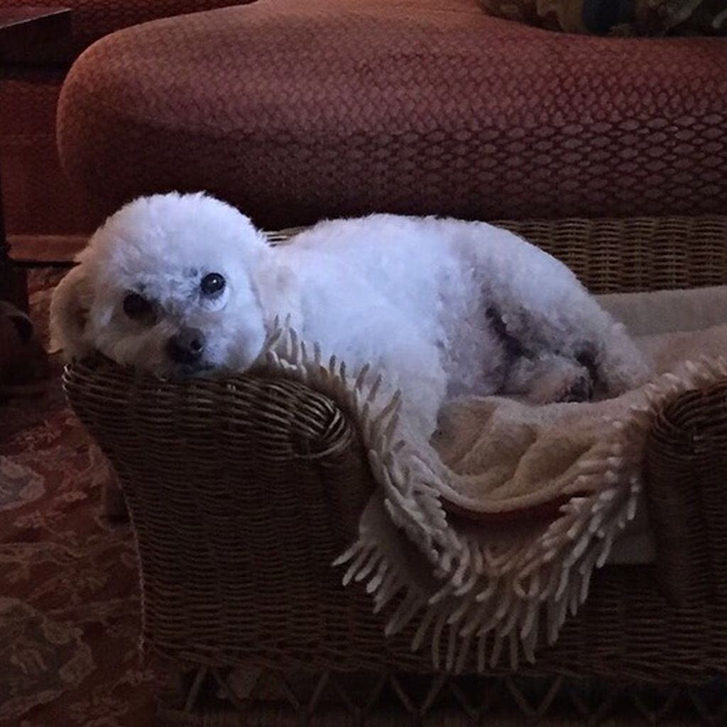Freddie, der Hund von Michelle Pfeiffer