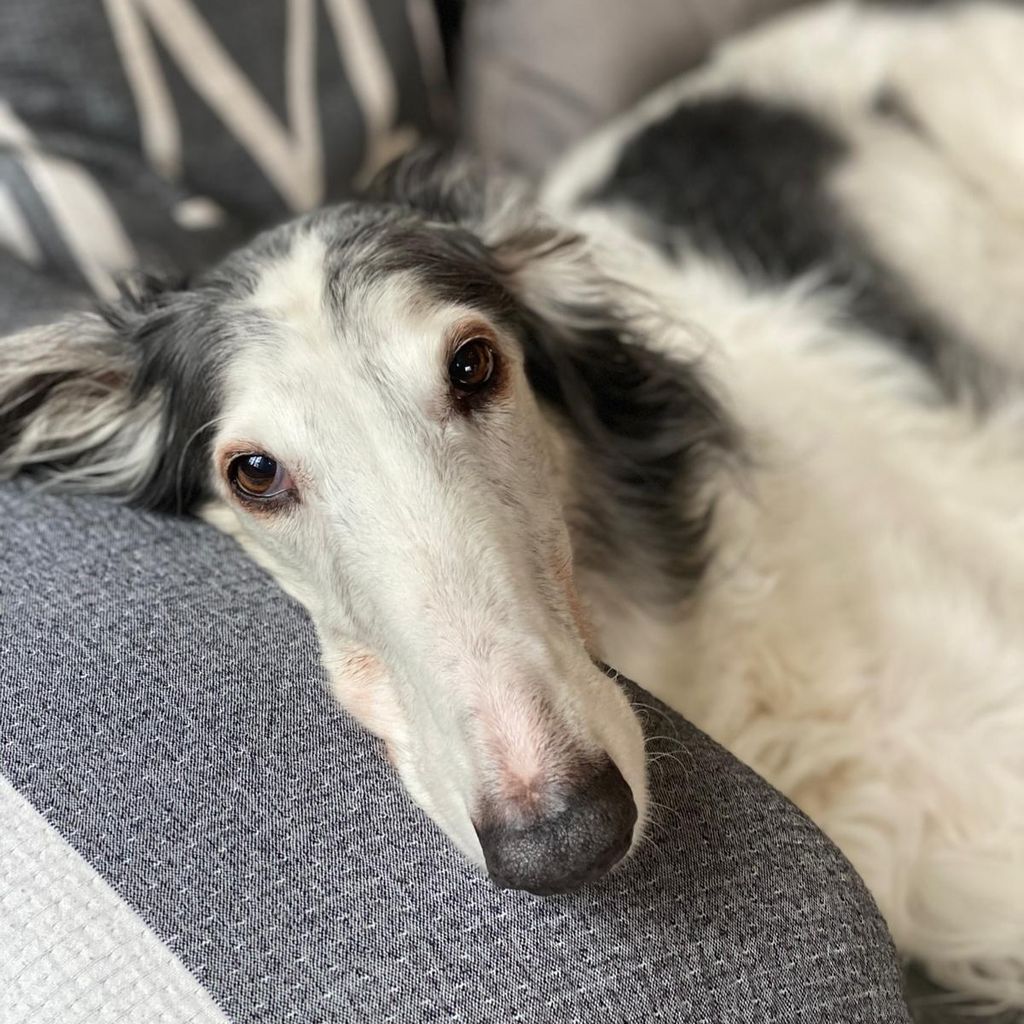 Guido Maria Kretschmers Hund Alaiyha