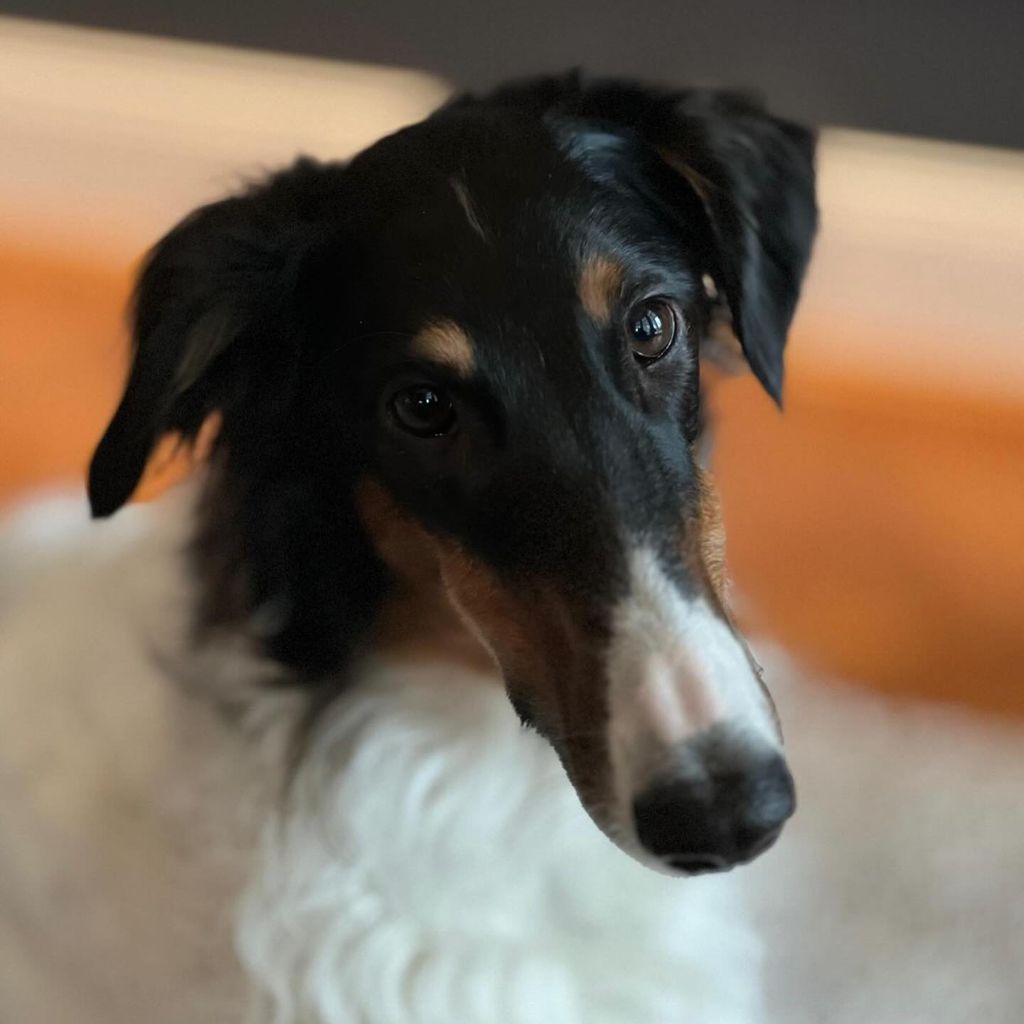 Guido Maria Kretschmers Hund Idaya