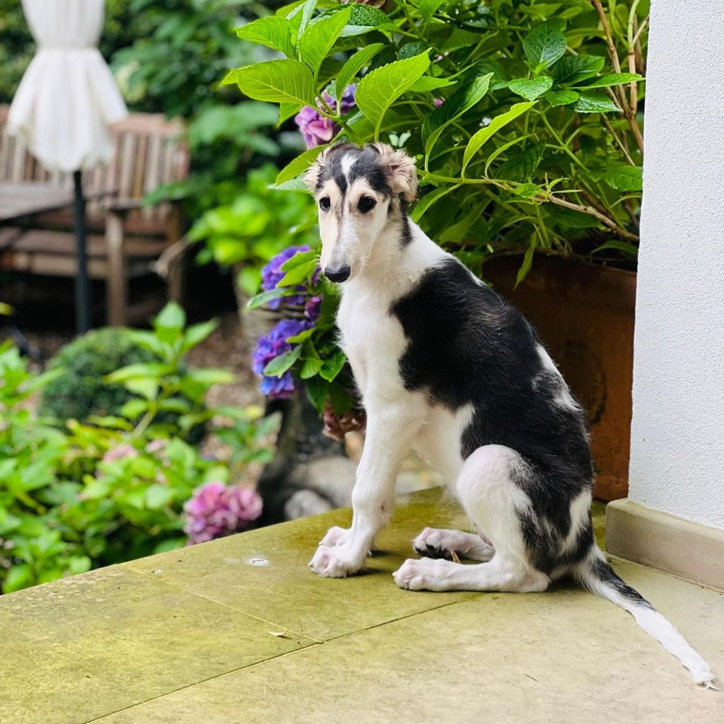 Guido Maria Kretschmers Hund Pierrine im August 2024