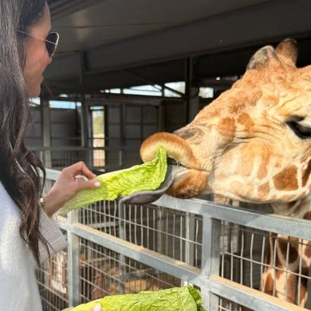 Herzogin Meghan füttert eine Giraffe