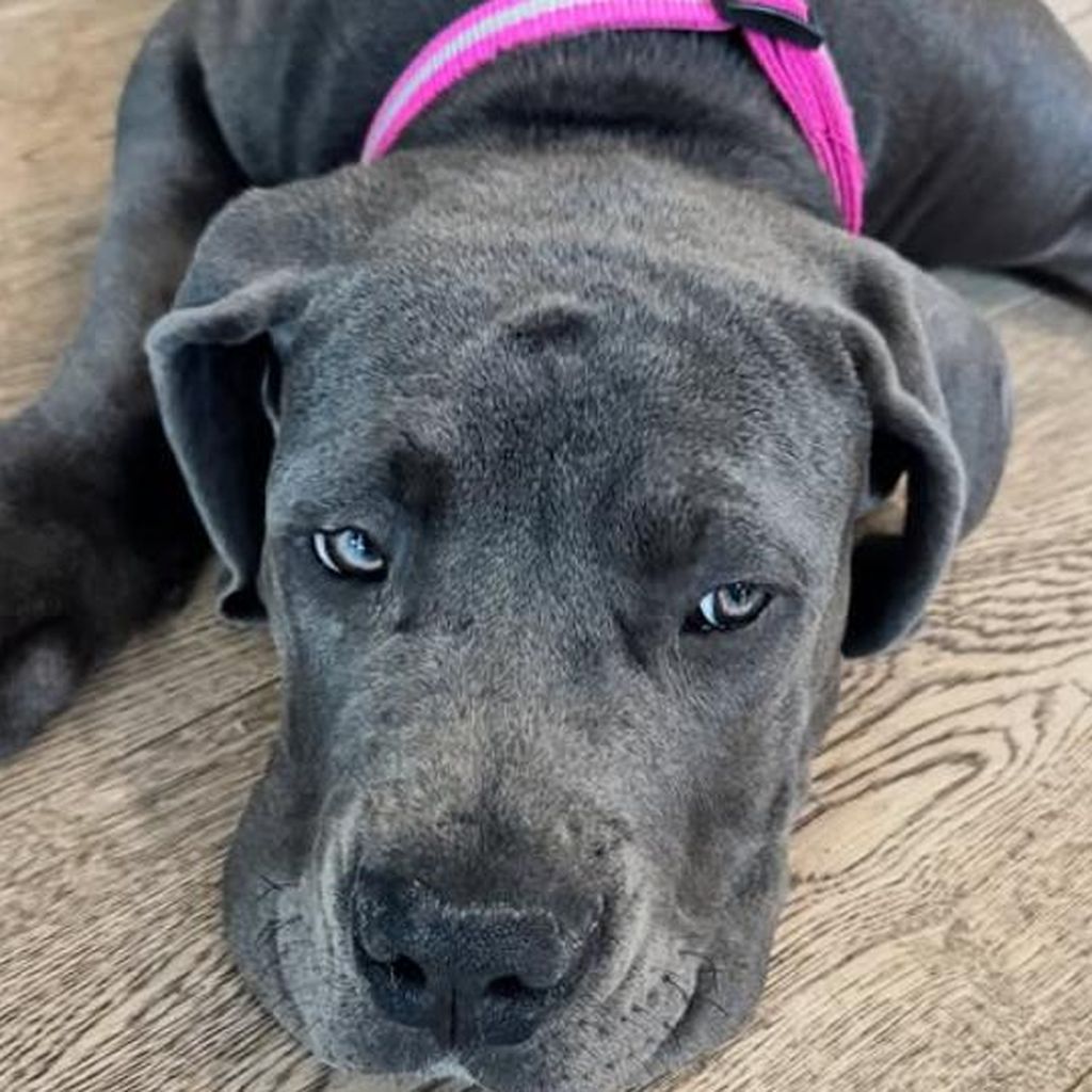 Laura Maria Rypas Hündin Nova