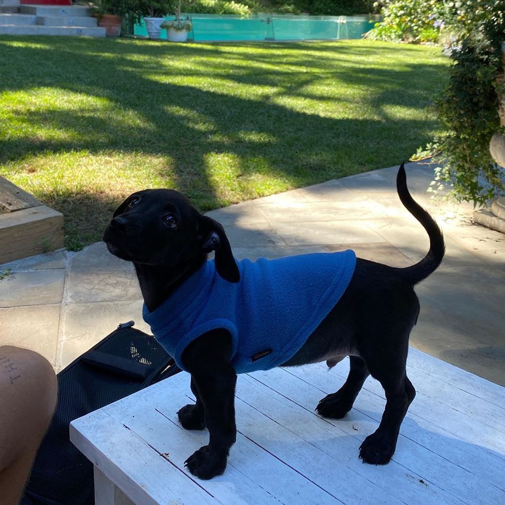 Dua Lipa und Anwar Hadids Hund Dexter