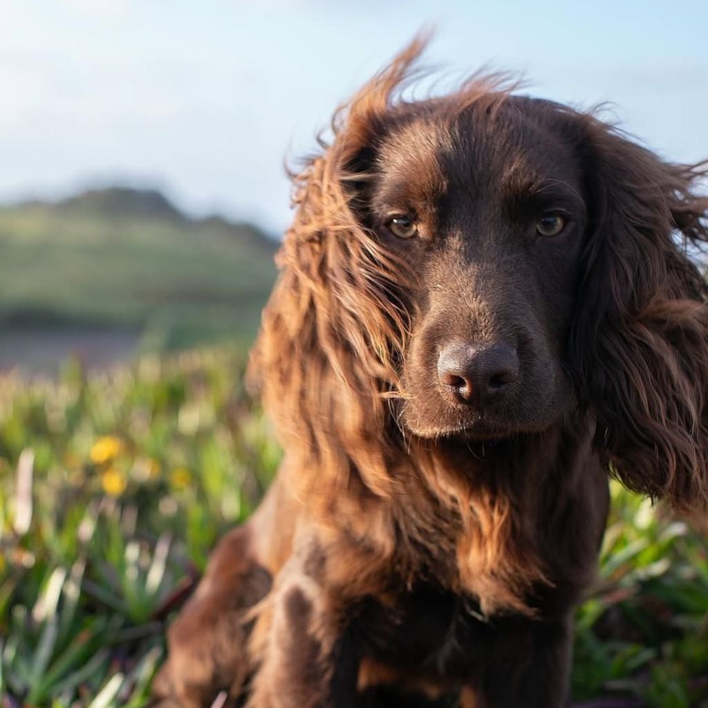 Otto, Hund von Prinzessin Kate und Prinz William