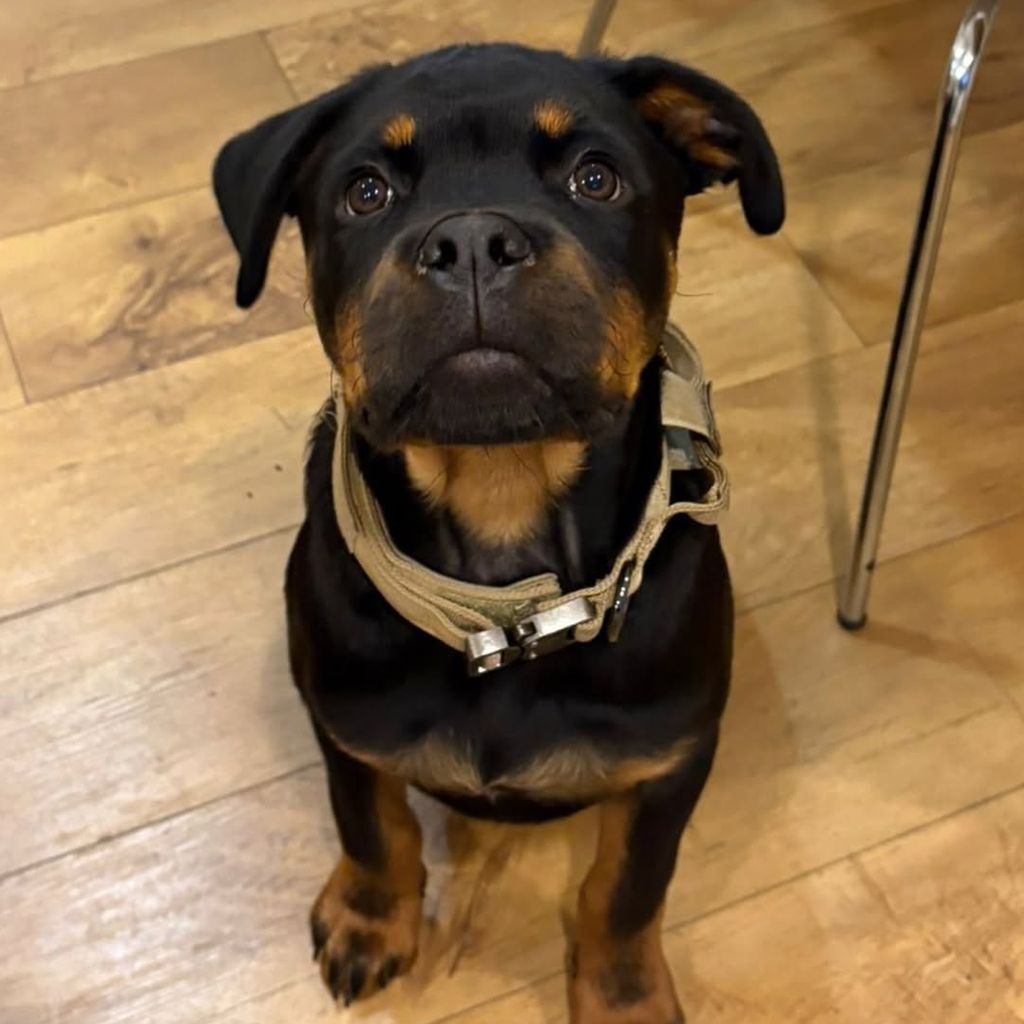 Hund Rodney von Pete Wick 2026