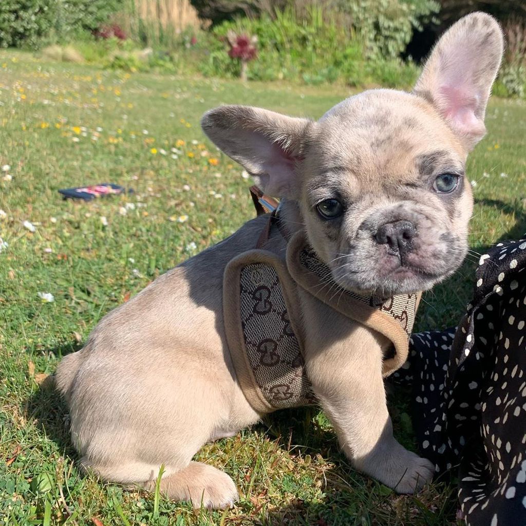 Hund Trüffel von Holly Ramsay, Mai 2020