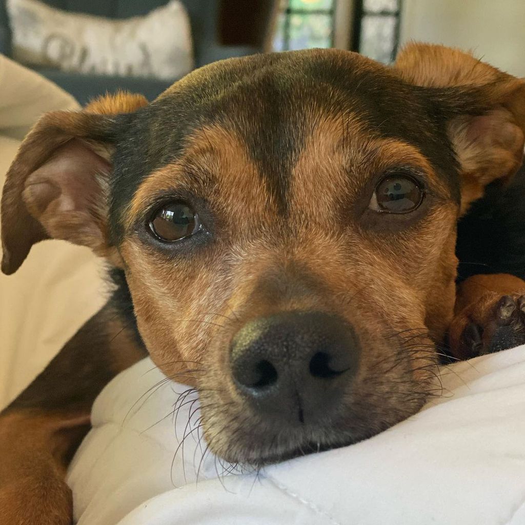 Hund von Ashley Greene