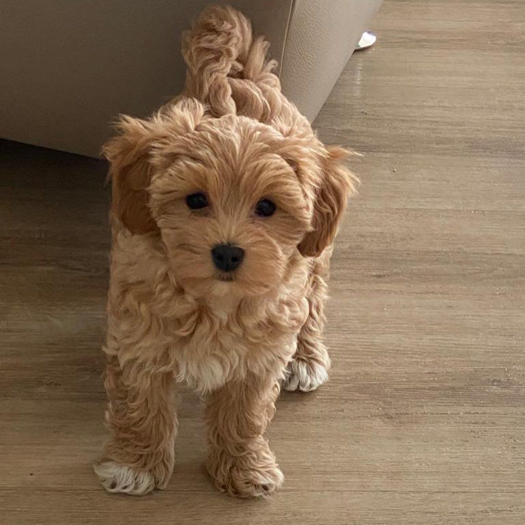 Hund von Veronica Ferres