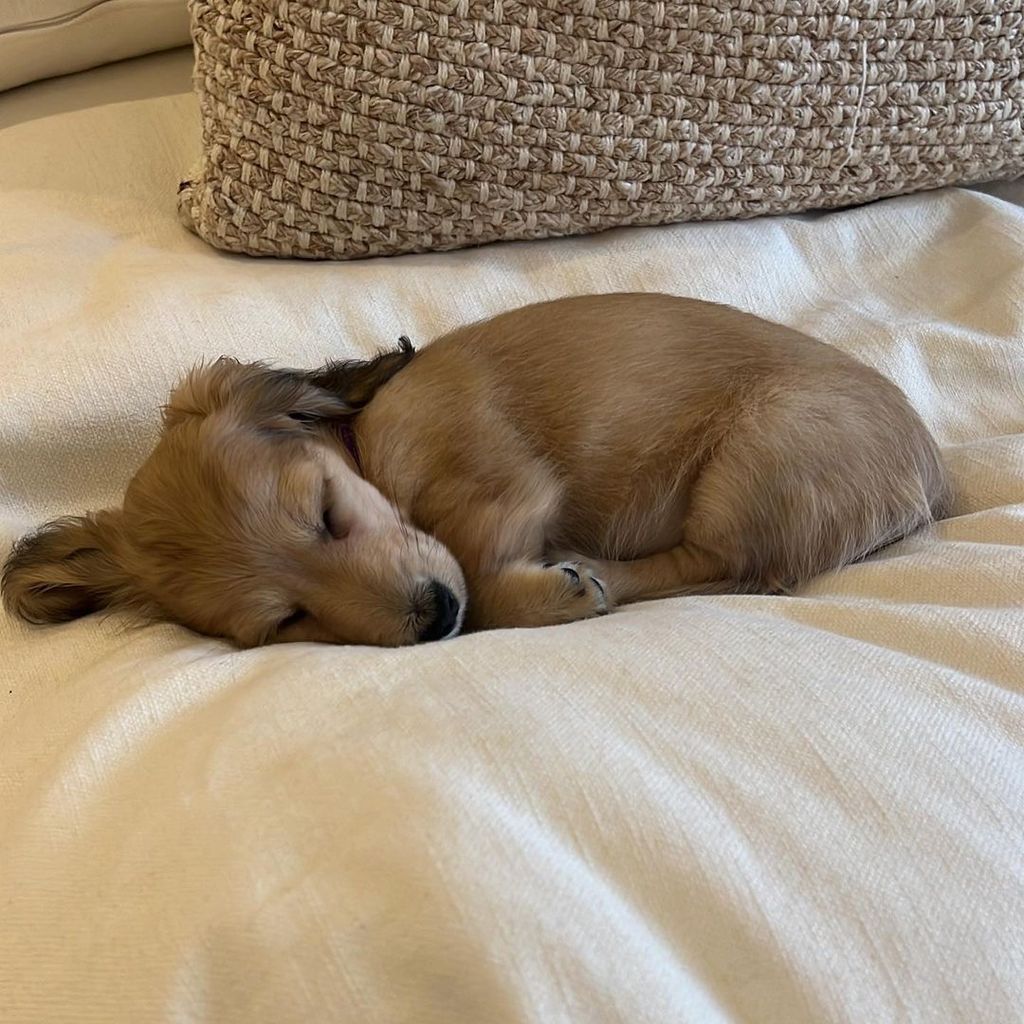 Hundewelpe von Jamie Laing