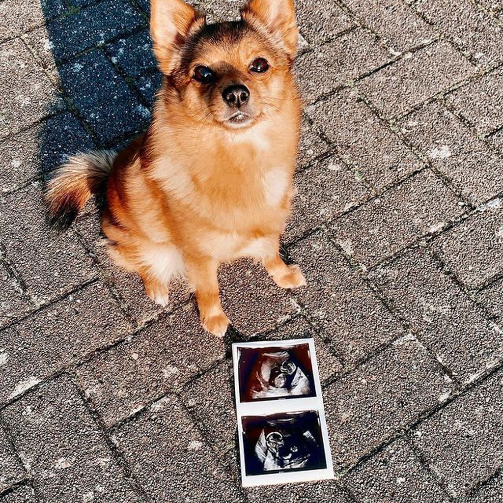 Ultraschallbild von Janine Christin Wallats Baby