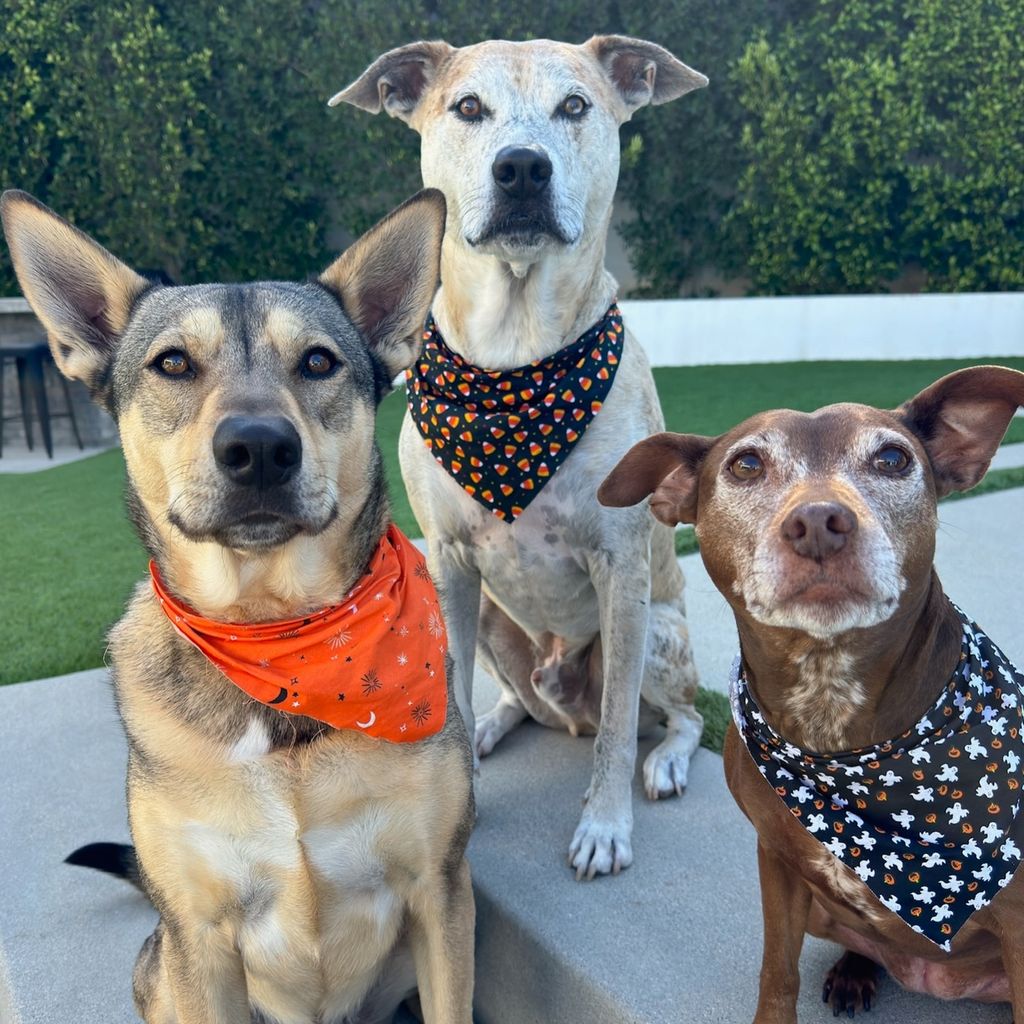 Hunde von Jenna Dewan