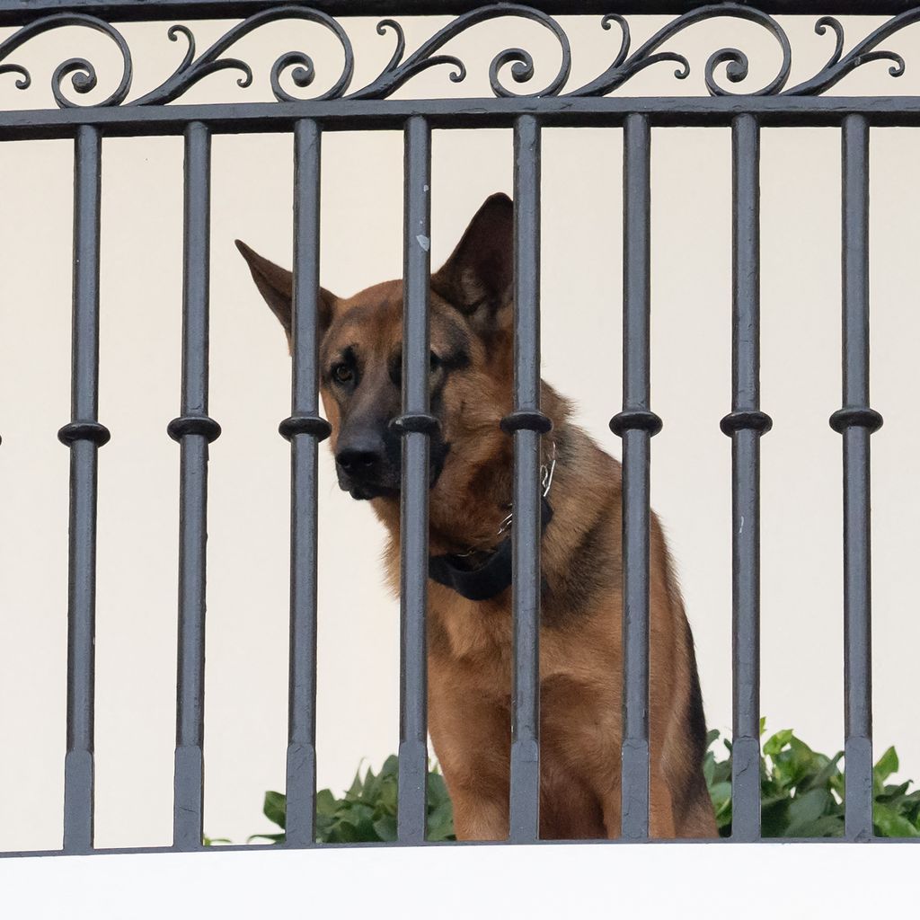 Joe Bidens Hund Commander