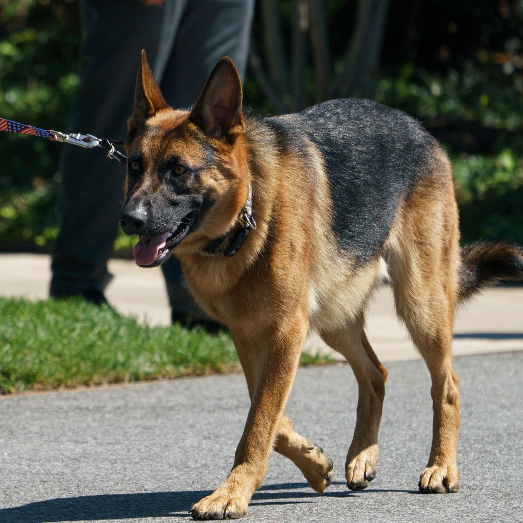 Joe Bidens Hund Commander