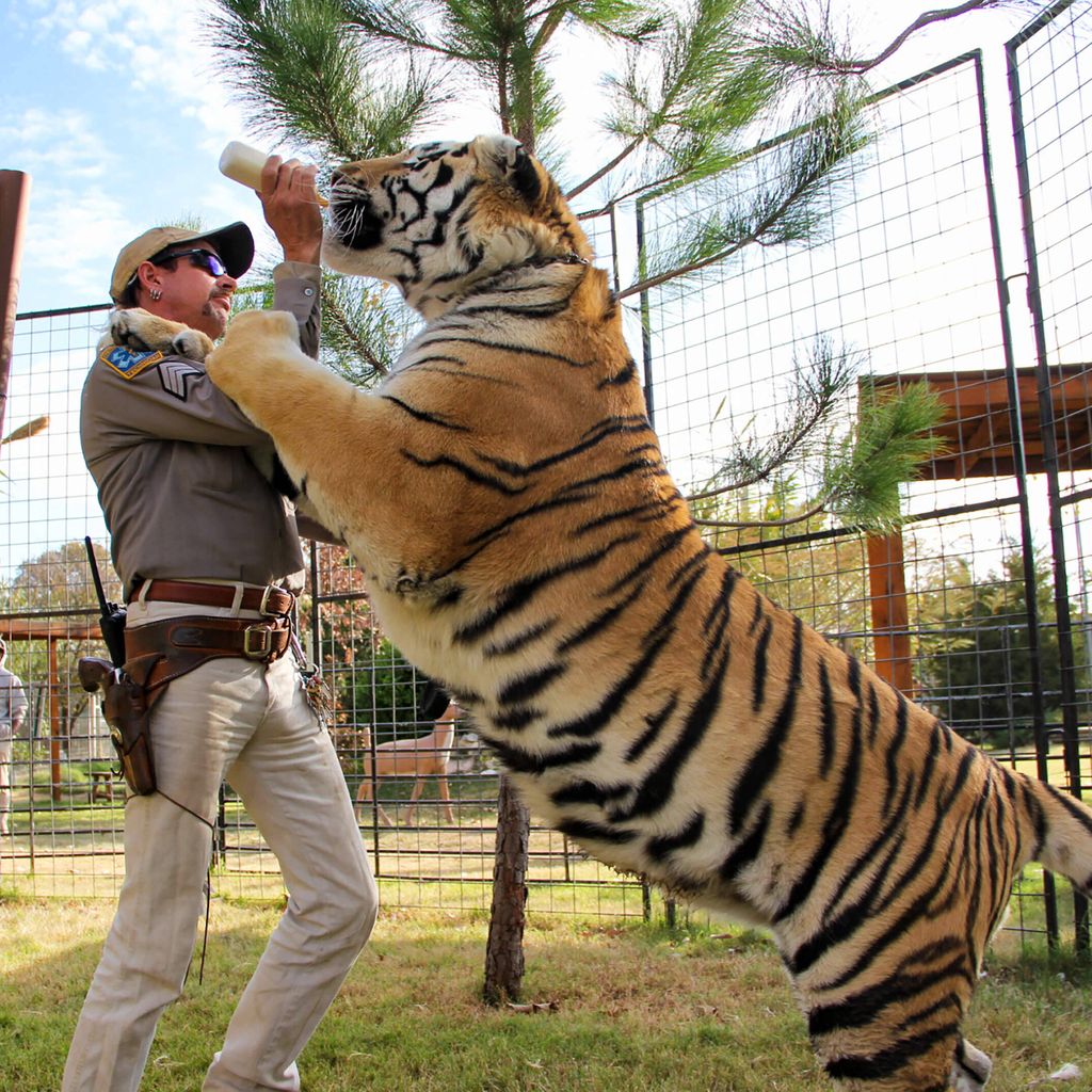 Szene aus "Tiger King: Murder, Mayhem, and Madness" mit Joe Exotic und einem Tiger, Januar 2020