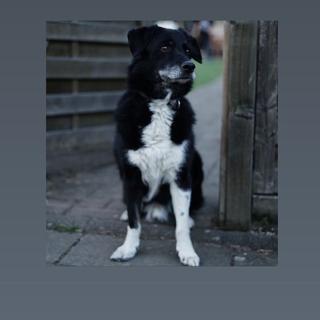 Jonas Ems' Hund Dali