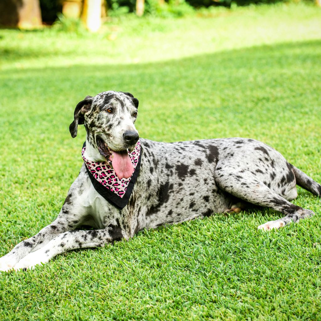 Konny Reimanns Hund Phoebie
