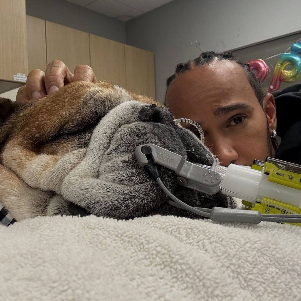Lewis Hamilton mit seiner Bulldogge Roscoe, September 2025