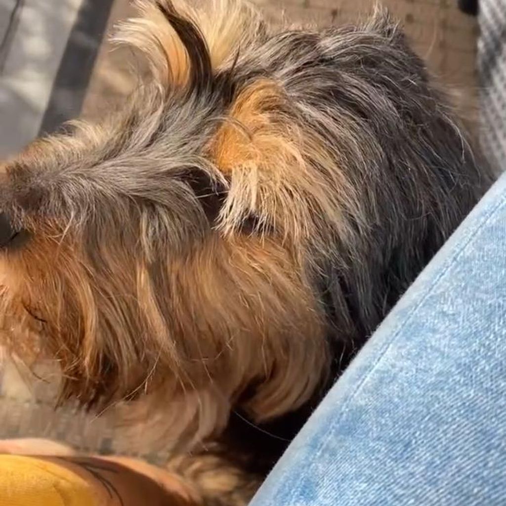 Luca Wetzel mit einem wuscheligen Hund
