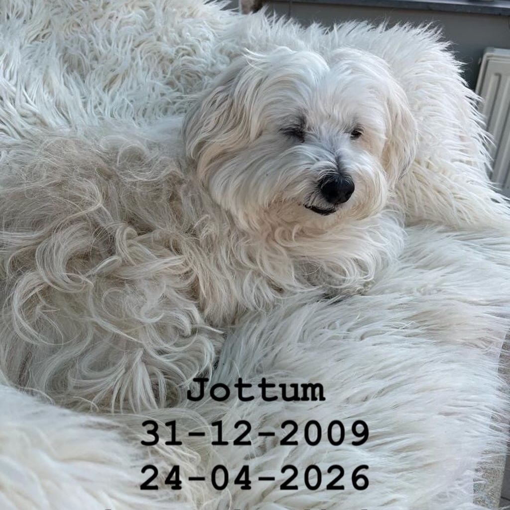 Marijke Amado trauert um ihren Hund Jottum