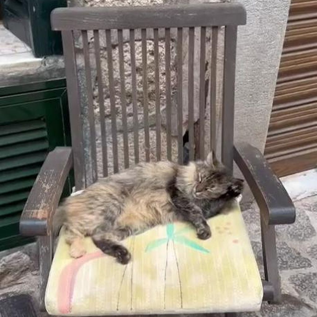 Martin Rütters Katze