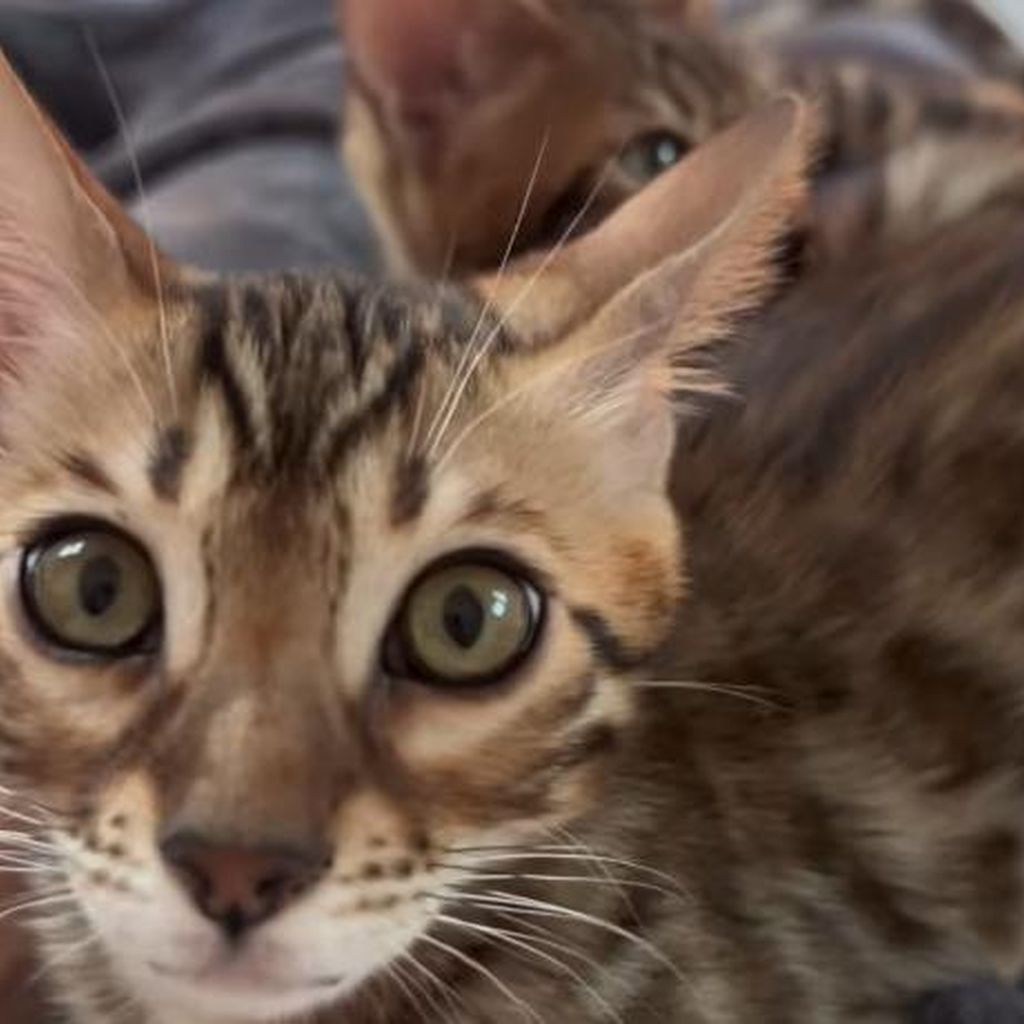 Melina Hoch und Max Bornmanns Katzen