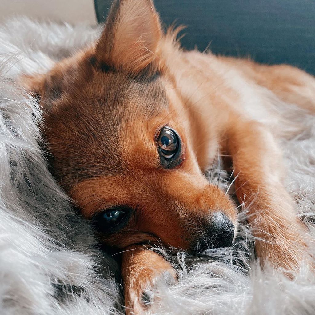 Mercedes, der Hund von Bachelor-Babe Janine Christin Wallat