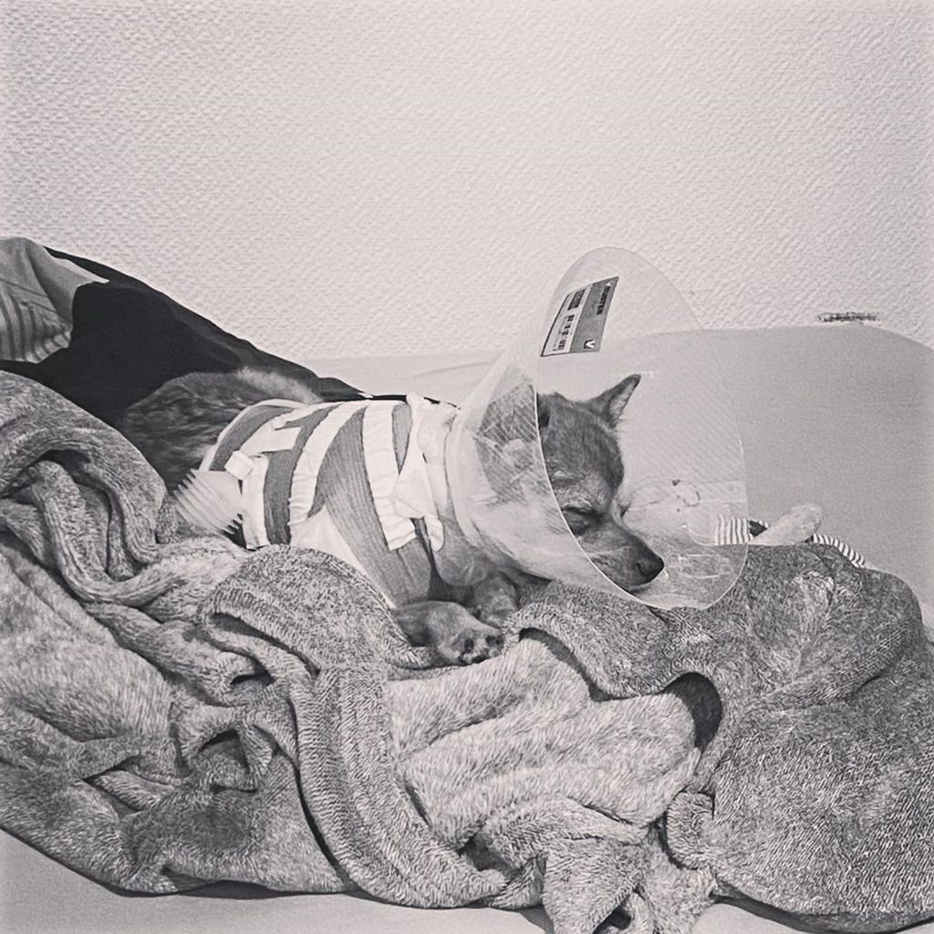 Mercedes, der Hund von Bachelor-Babe Janine Christin Wallat