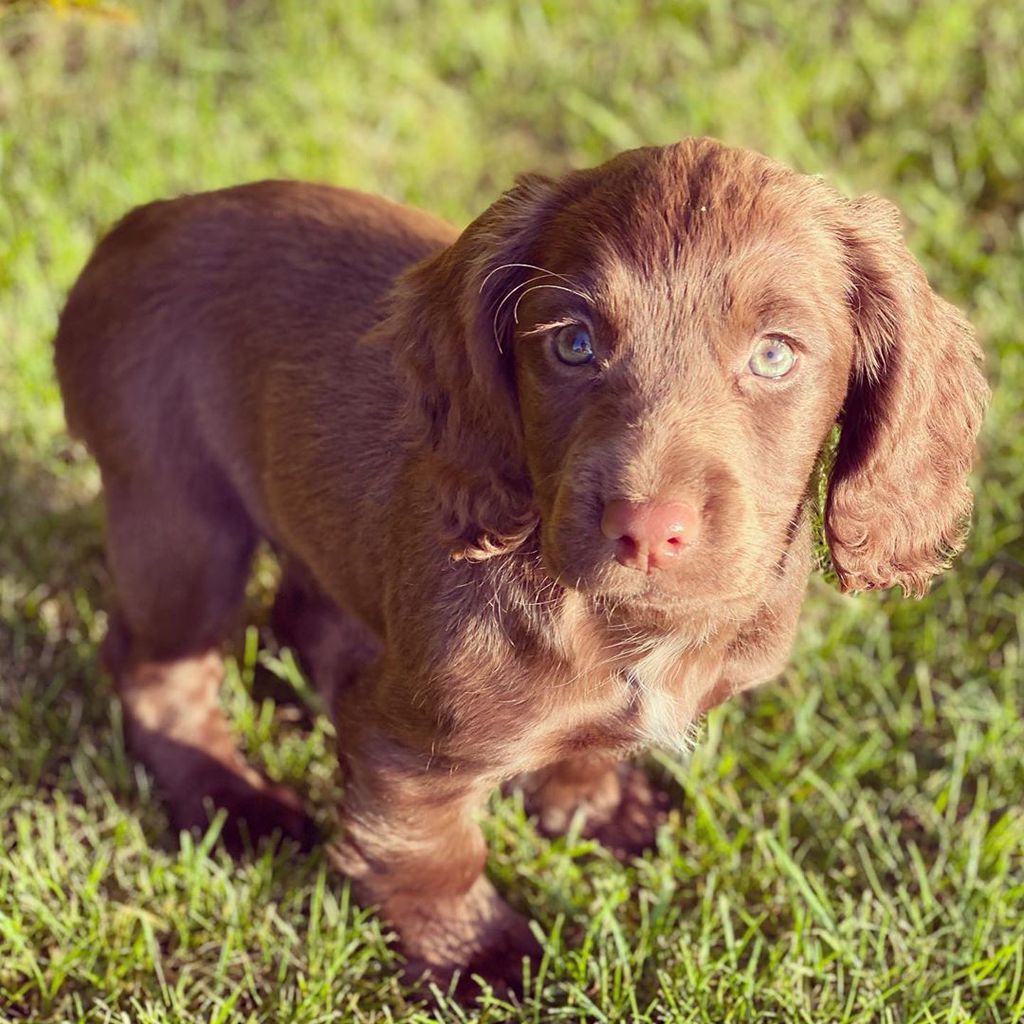 Nala, Hündin von James Middleton