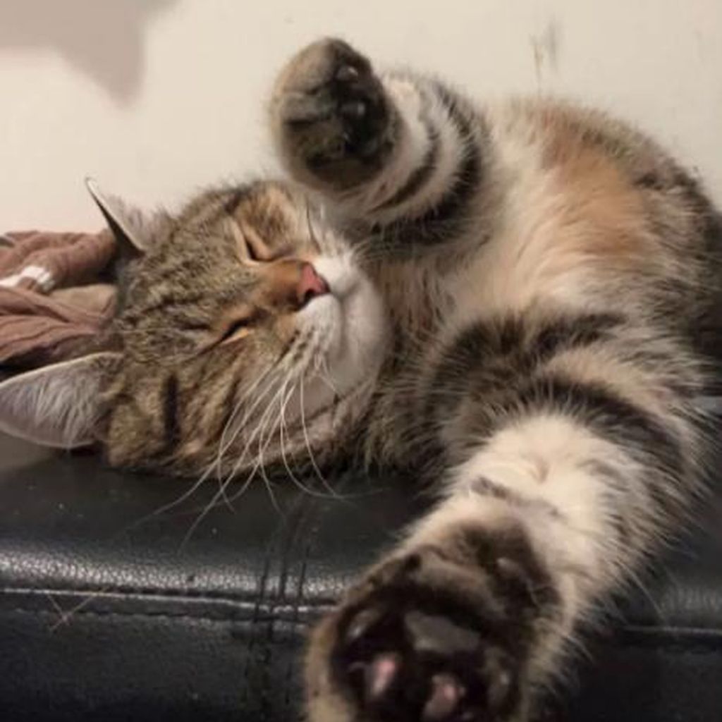 Narumol und Josefs Kater Hansi