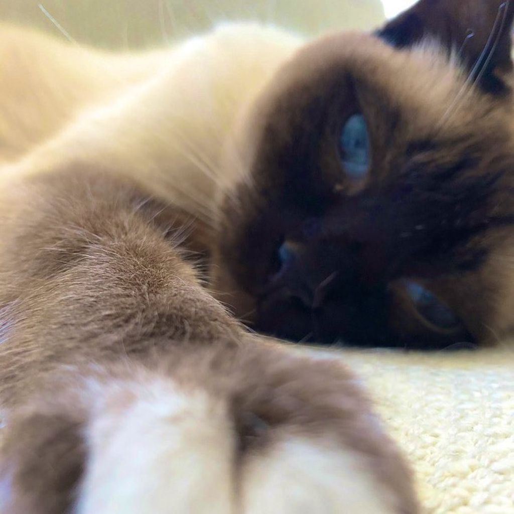 Ollie, die Katze