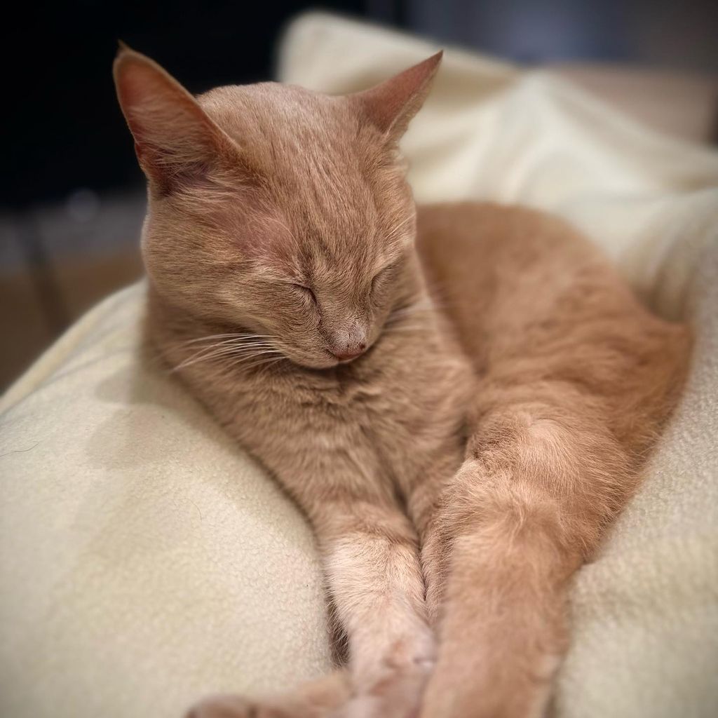 Paul Jankes Katze Caramello