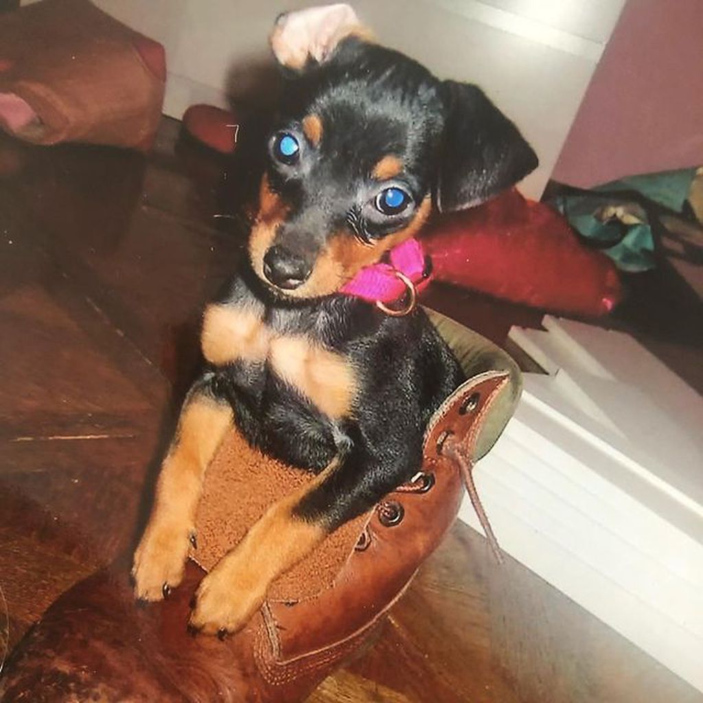 Peanut, der Hund von Marina Hoermanseder