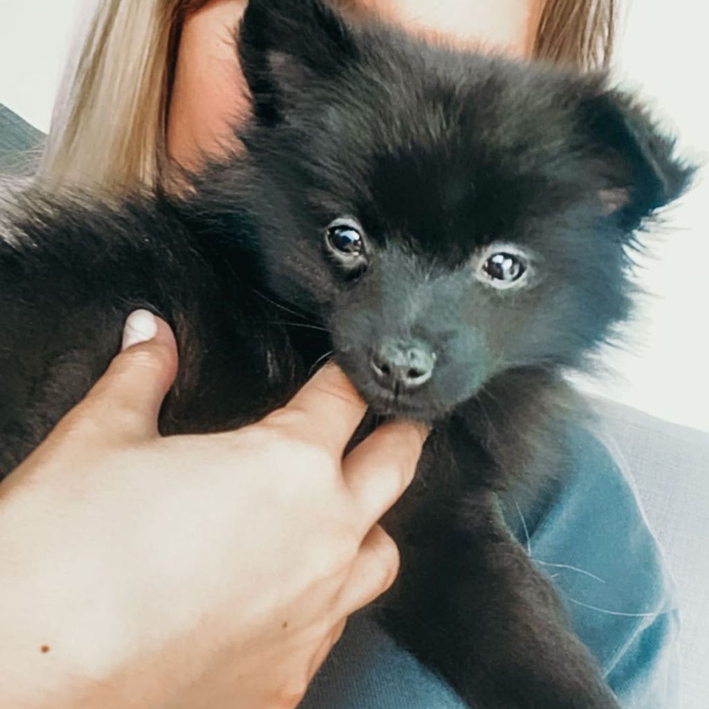 Jessica Fiorini präsentiert stolz ihren Pomeranian-Welpen Yarra