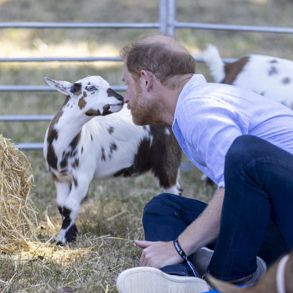 Prinz Harry bei einem Goat-Yoga-Kurs beim Scotty’s Summer Festival in Maxstoke Castle