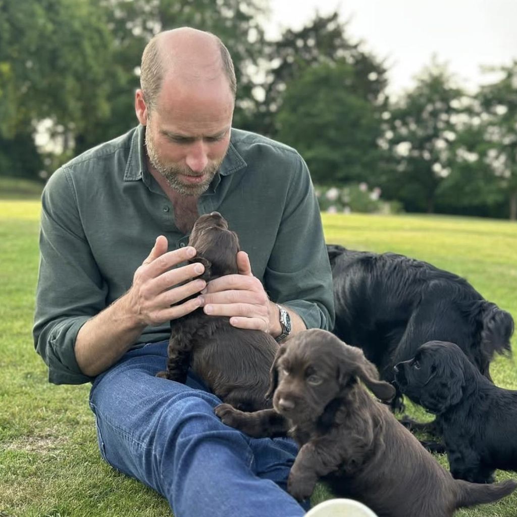 Prinz William, der Thronfolger, sitzt locker im Gras mit drei kleinen Hunden auf dem Schoß.