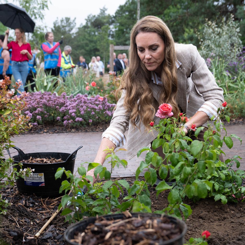 Prinzessin Kate pflanzt Rosen bei einem lokalen Krankenhausbesuch, Juli 2025