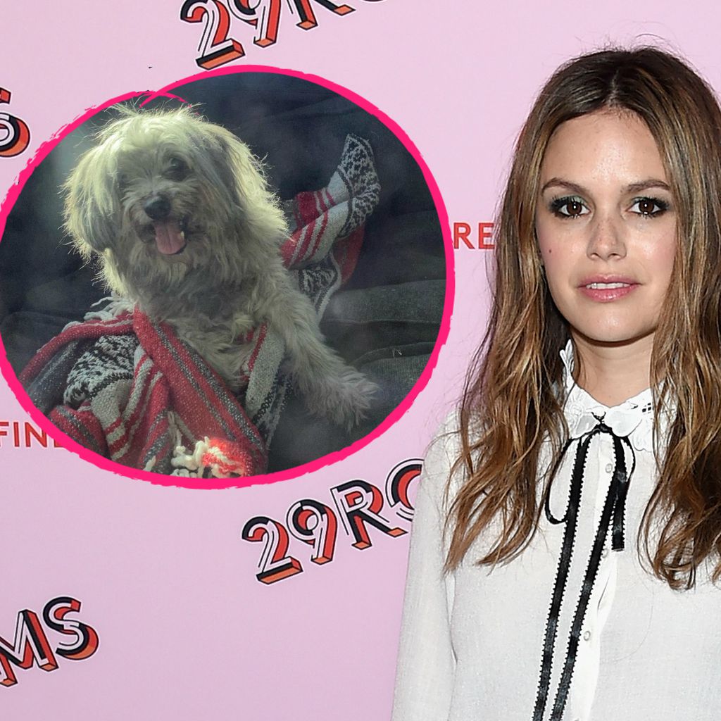 Rachel Bilson mit ihrem Hund Thurmen Murmen