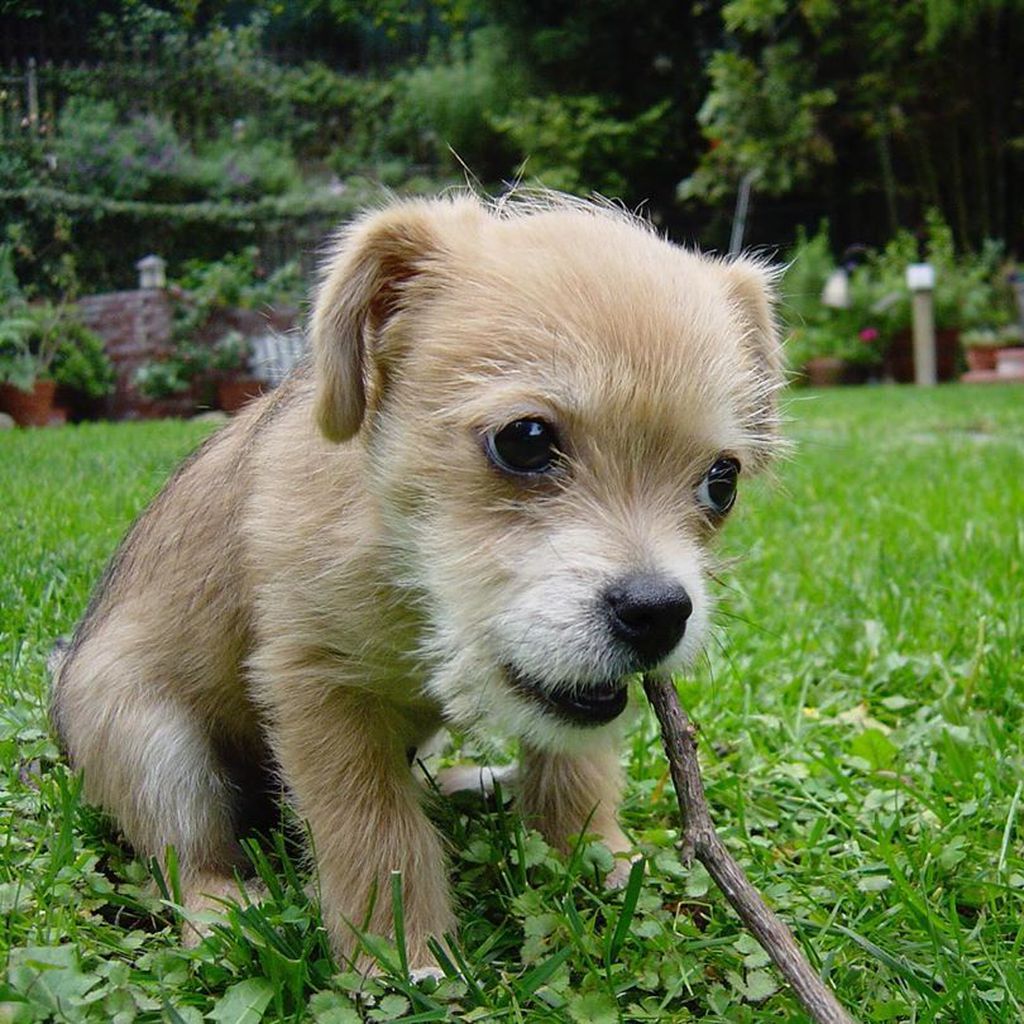 Zach Braffs Hund Roscoe
