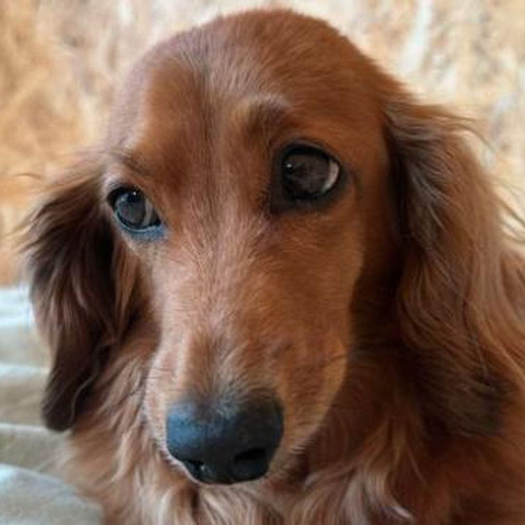 Rufus, der Familienhund von Mia Regan