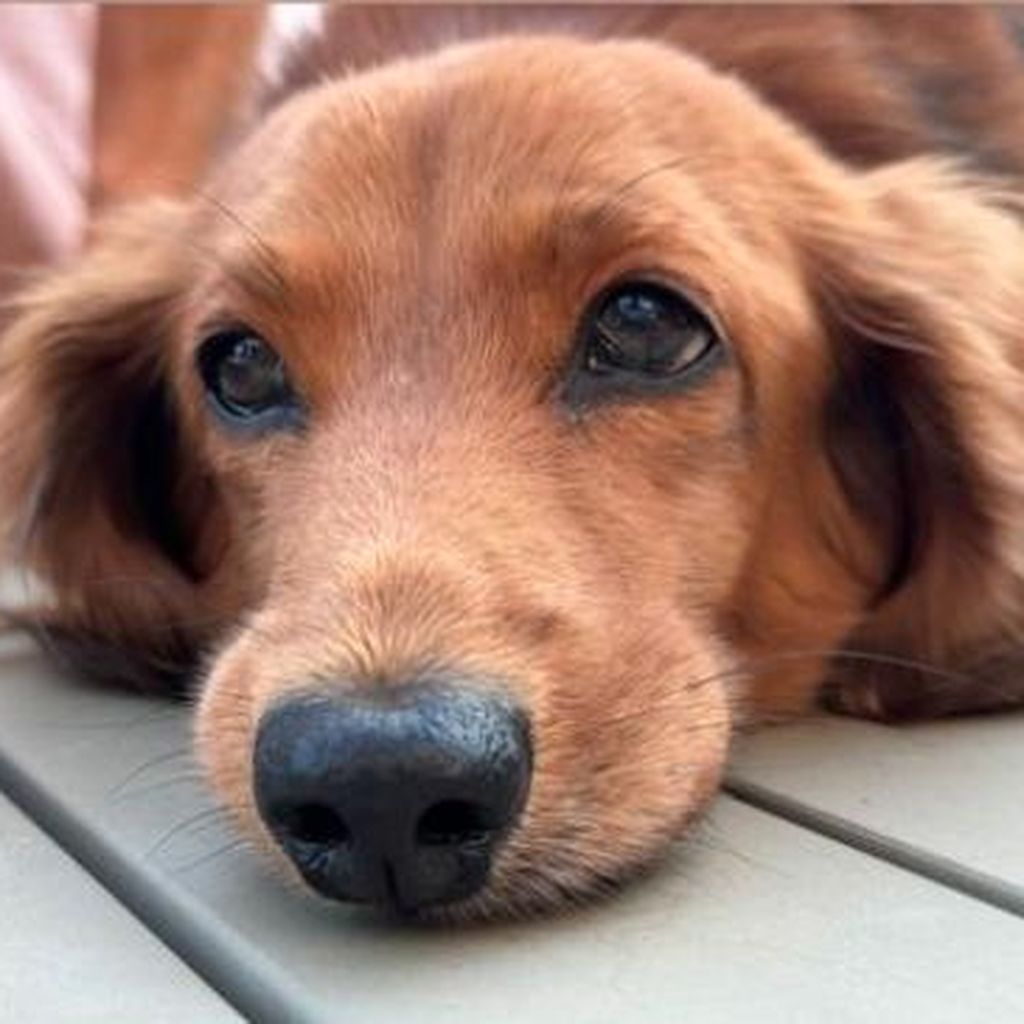 Rufus, der Familienhund von Mia Regan