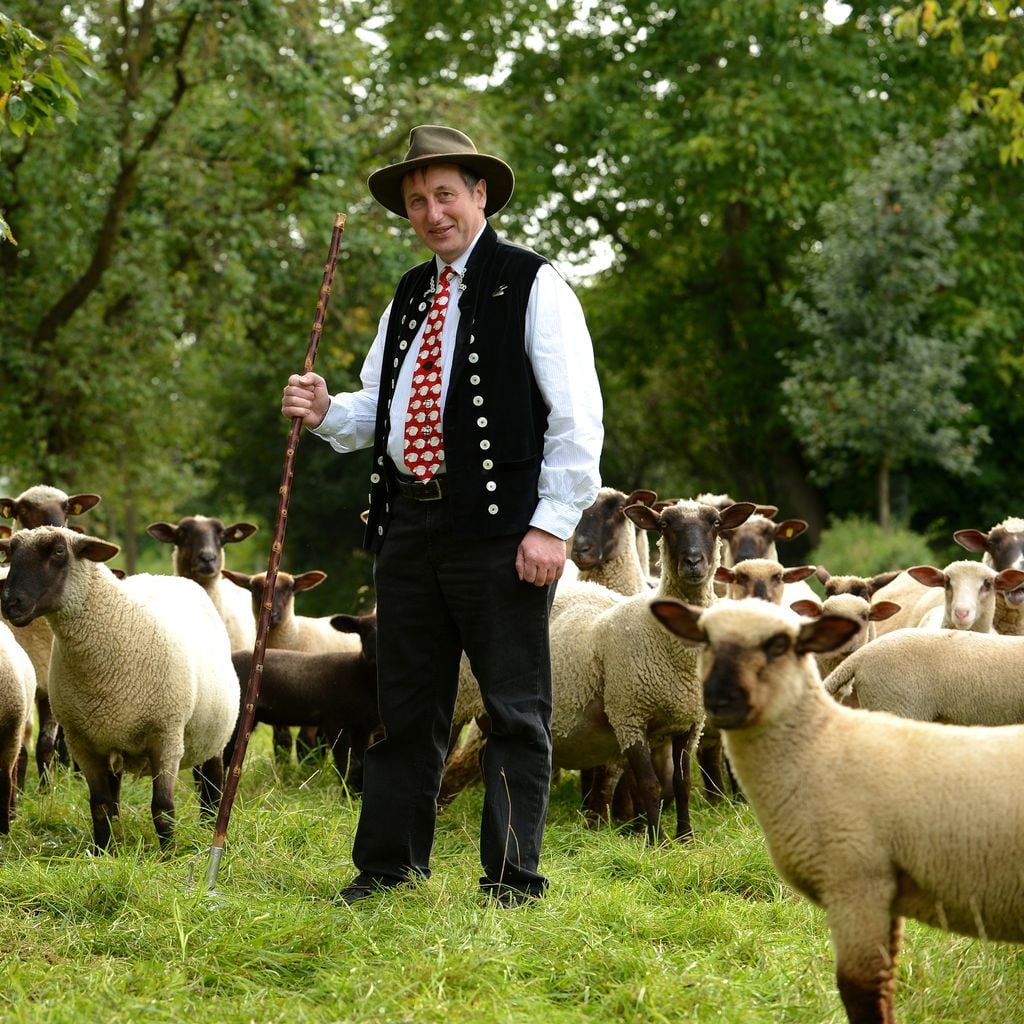 Schäfer Heinrich mit seinen Schafen, August 2014