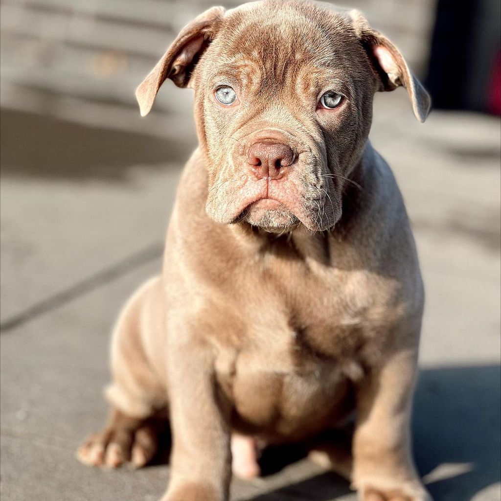 Simba, der neue Hund der Familie Reus