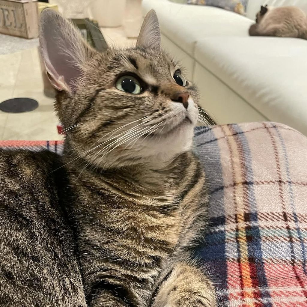 Simone Lugners Katze
