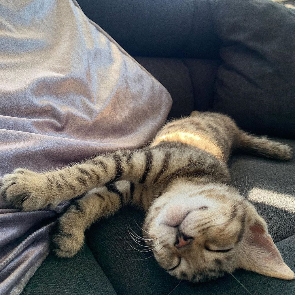Sophie Lilian Marstatts Katze